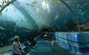 7. Georgia Aquarium, USA