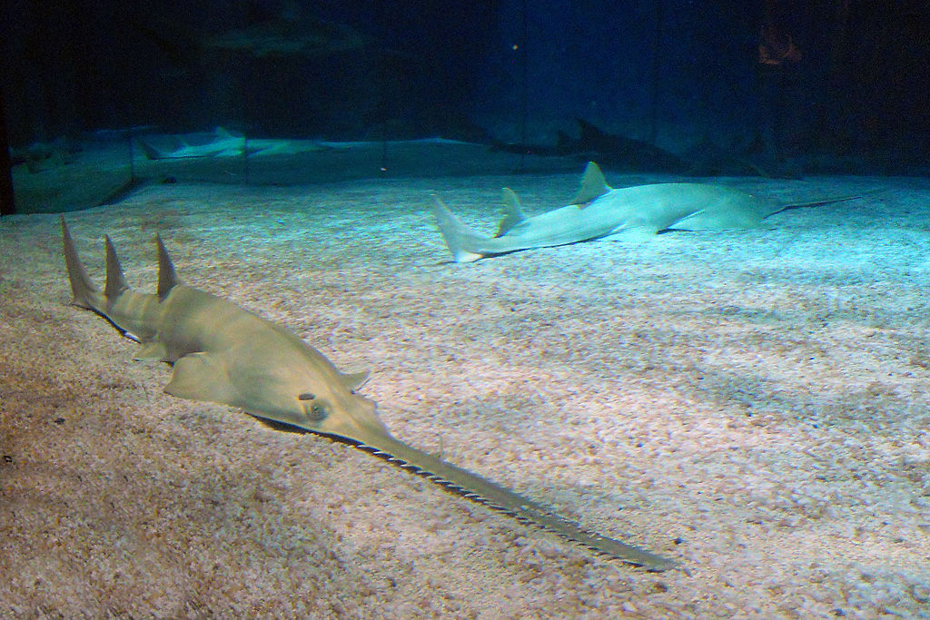 8. Aquarium of Genoa, Italy
