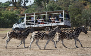 8. Werribee Open Range Zoo - 225 hectares
