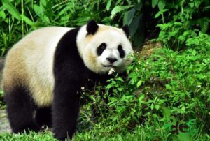 9. Taipei Zoo - 165 hectares