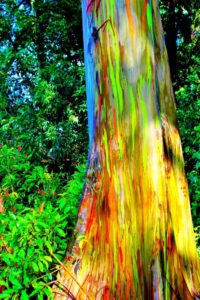 1. The Painted Forest, Maui, Hawaii, USA