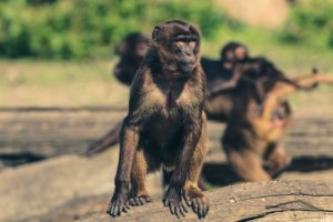 10. Paignton Zoo Environmental Park
