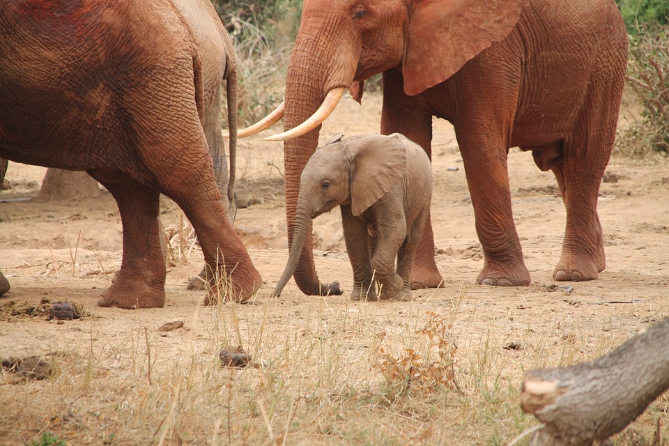 10. Zoo Safari Fasanolandia, Puglia