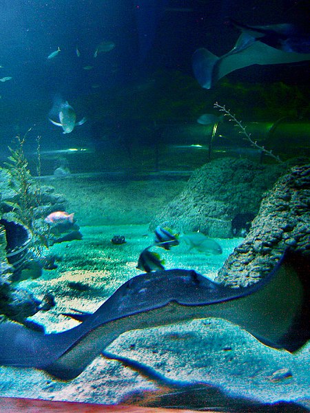 13. Aquarium of Western Australia