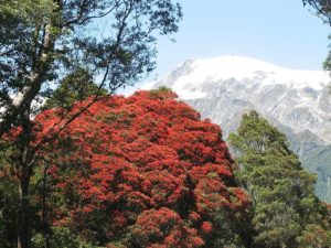 13. Rata Forest, New Zealand