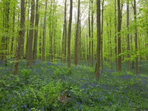 14. Hallerbos Forest, Belgium