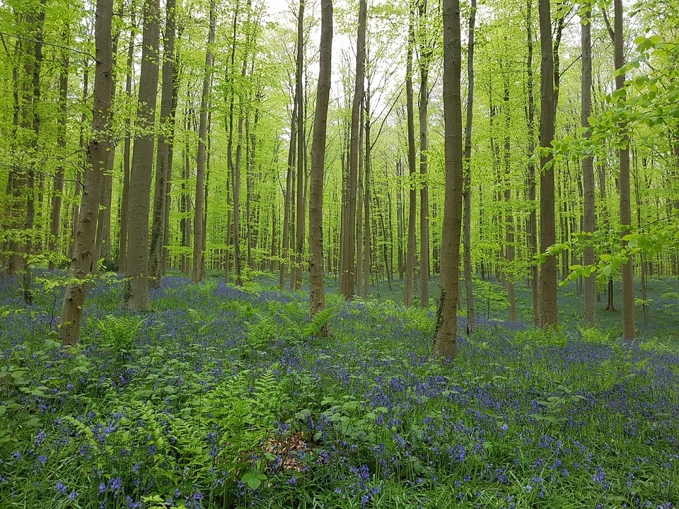 14. Hallerbos Forest, Belgium