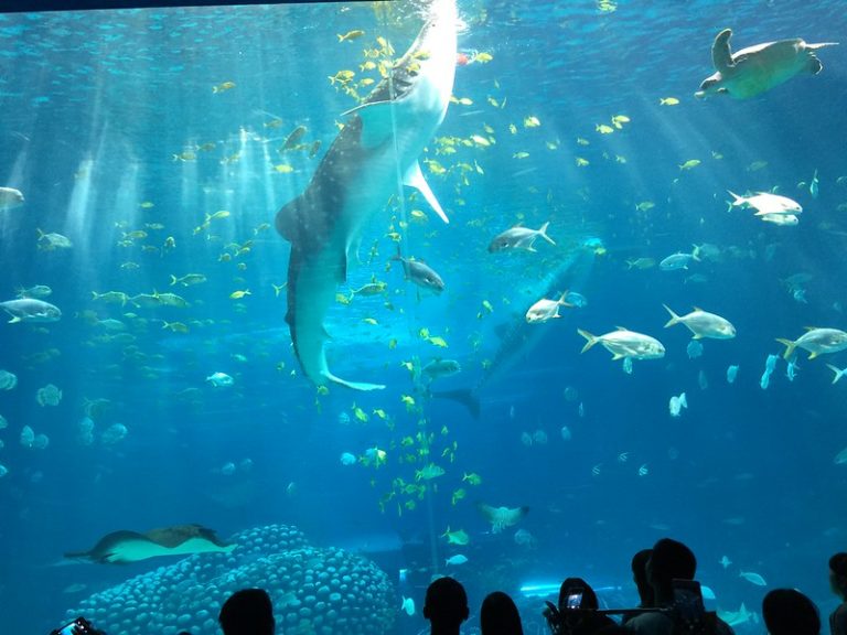 The 15 Largest Aquariums in the World
