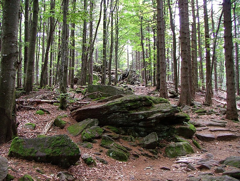 2. Bavarian Forest National Park, Germany