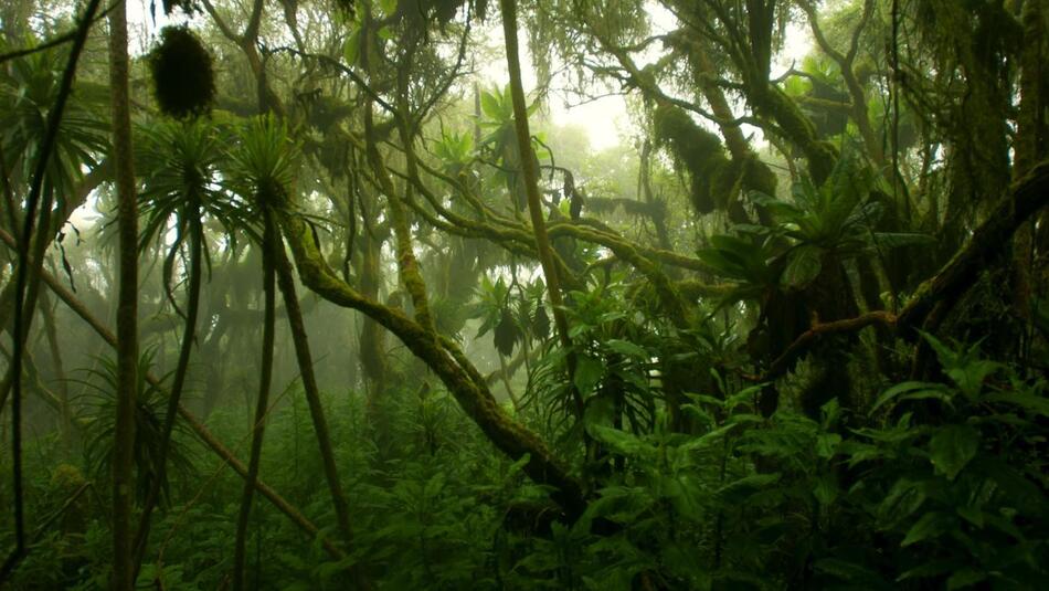 2. Congo Rainforest