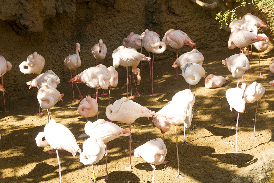 2. Falconara Zoo Park, Marche