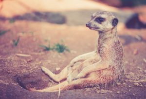 2. Port Lympne Wild Animal Park