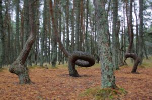 2. The Dancing Forest, Between Lithuania and Russia