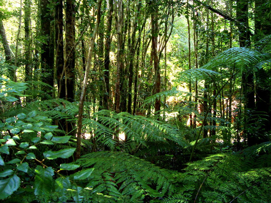 3. Temperate Rainforest of Valdivia