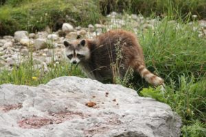 3. Tierpark Berlin