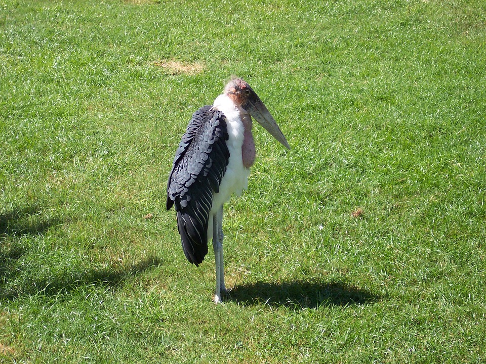 3. Zoo Safari, Emilia Romagna