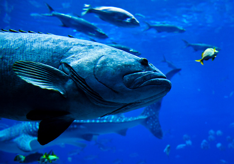 4. Georgia Aquarium