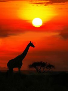4. Maasai Mara, Kenya