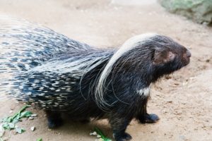 4. Prague Zoo