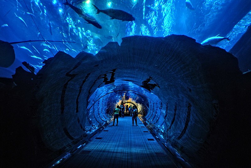 5. Dubai Mall Aquarium