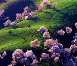 5. Yili Apricot Valley, China