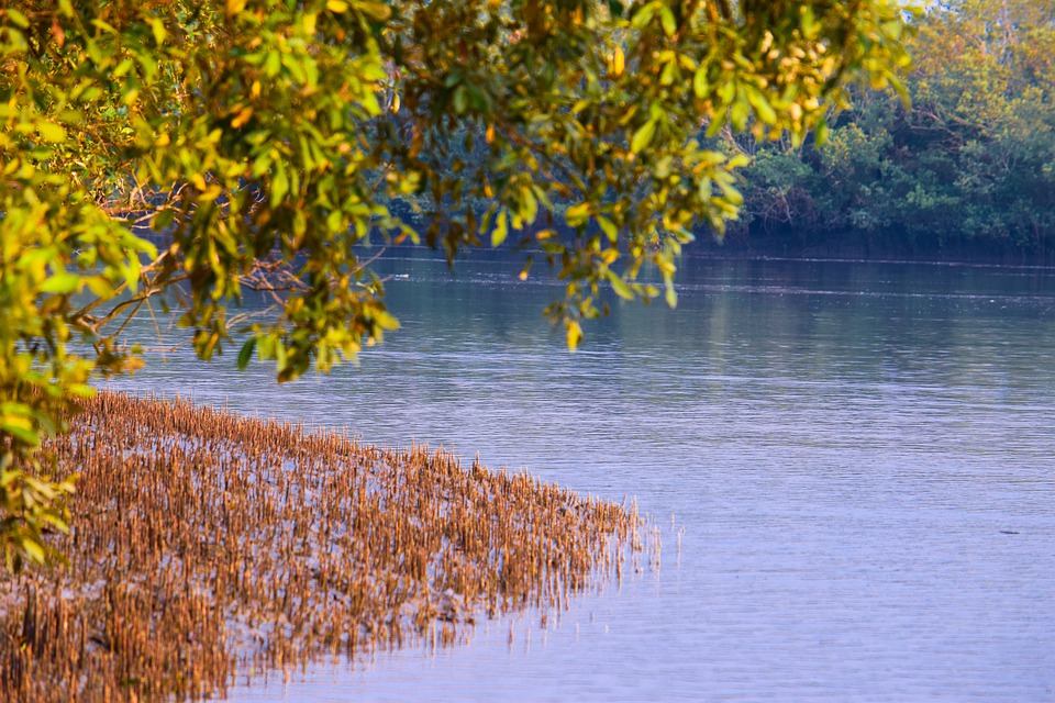 6. Sundarbans Forest