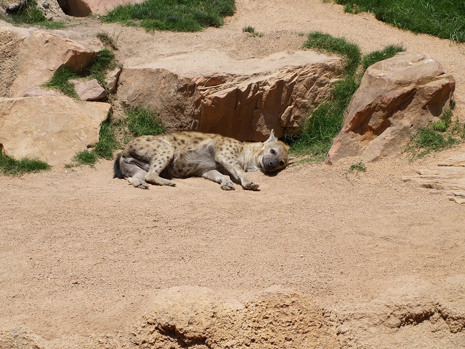 7. Bioparco, Lazio