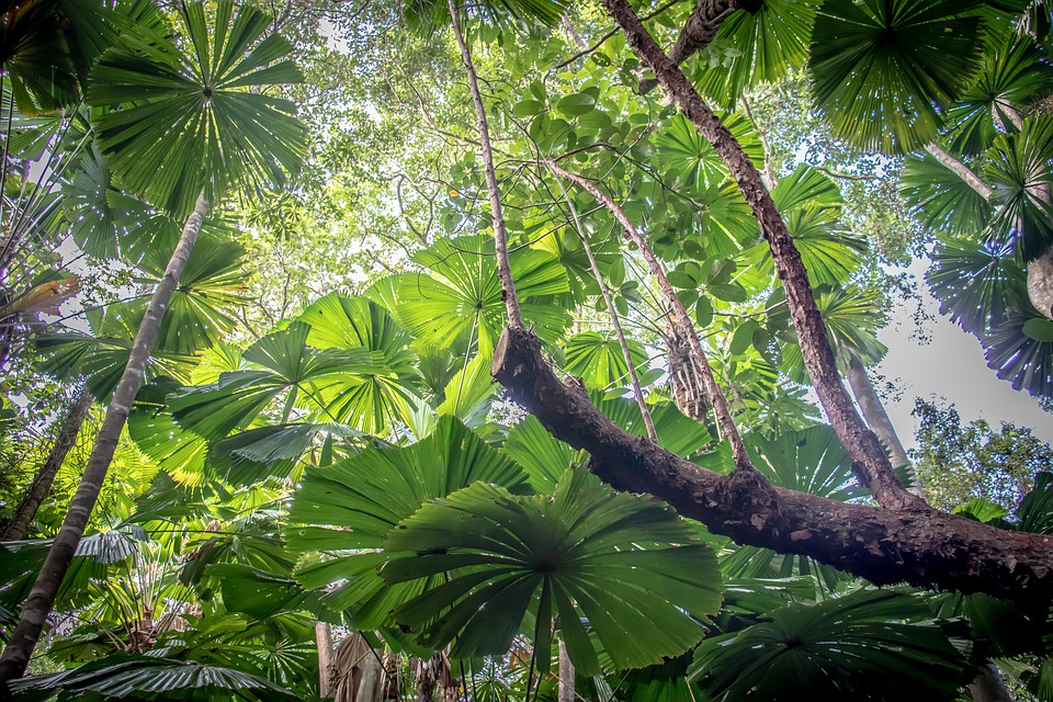 7. Daintree Rainforest