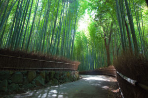 8. Bamboo Forest of Arashimaya Sagano, Japan