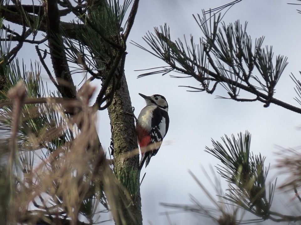 Akagera National Park