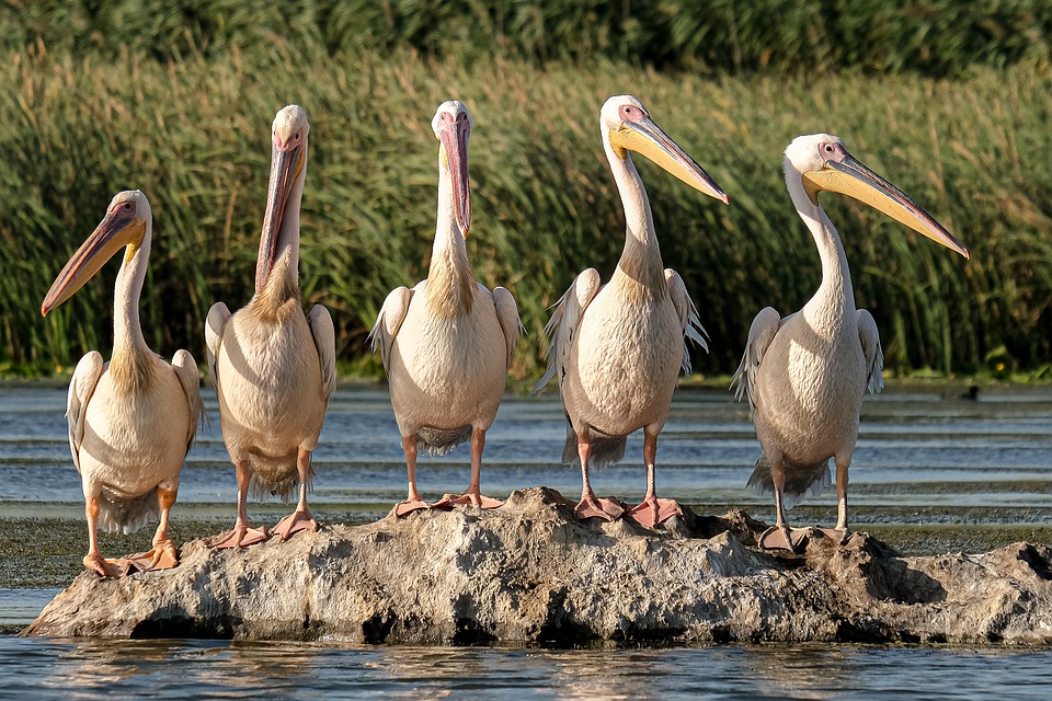 Bao Bolong Wetland Reserve