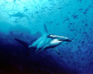 Cocos Island, Costa Rica