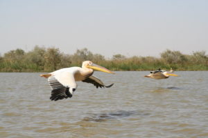 Djoudj National Park