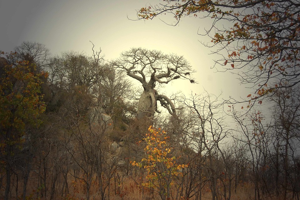 Gishwati Forest National Park