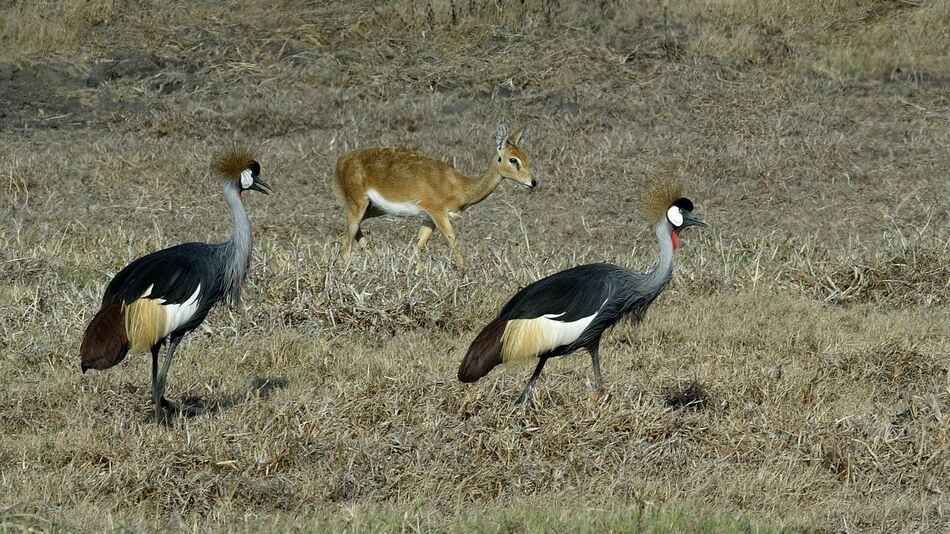 Gorongosa National Park