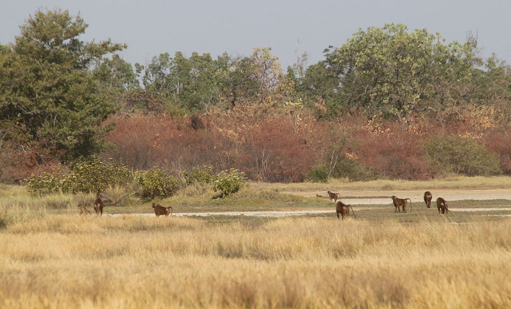 safari park in gambia