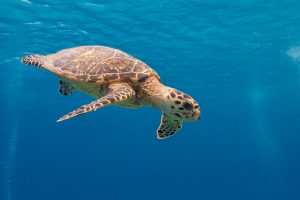 Little Cayman, Cayman Islands