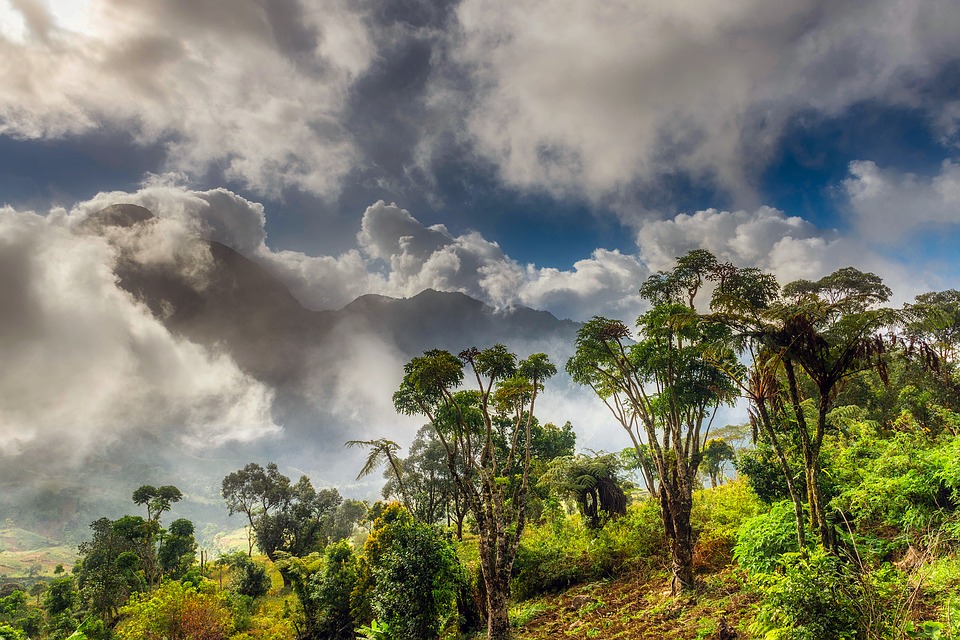 Mukura Natural Forest