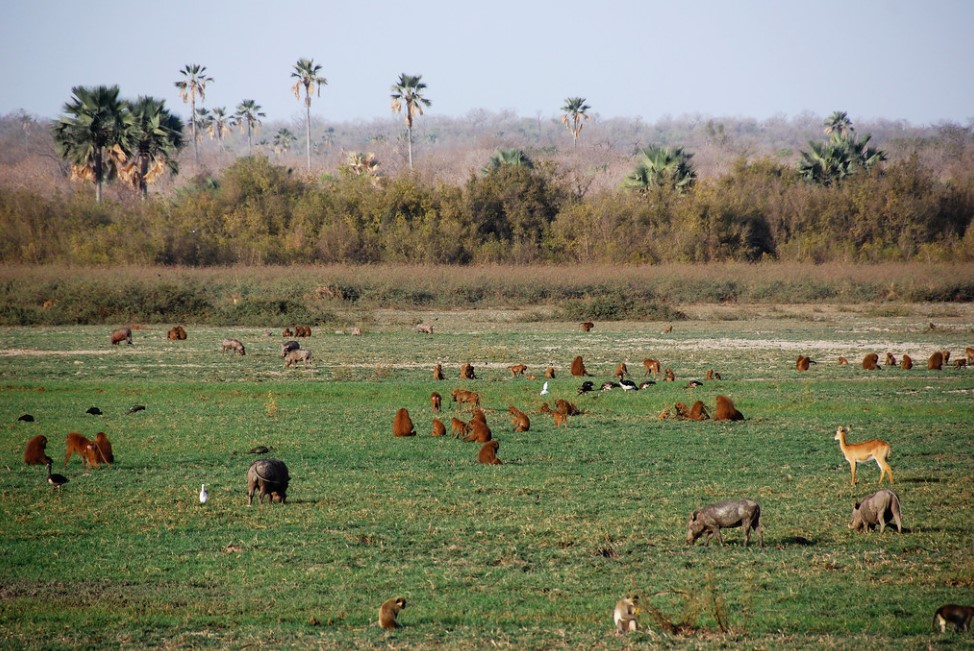 Niokolo-Koba National Park