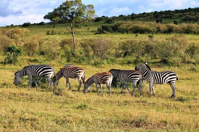 Old Oyo National Park