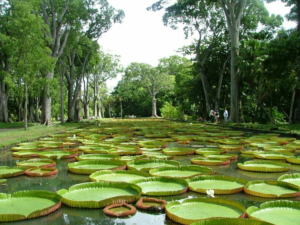 Pamplemousses Botanical Garden