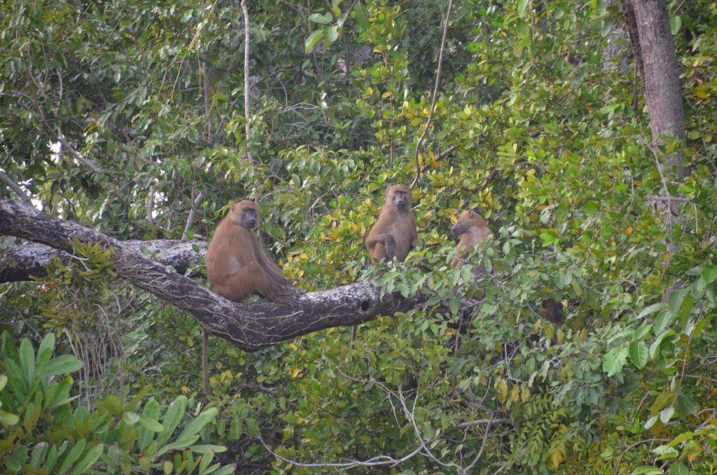 River Gambia National Park