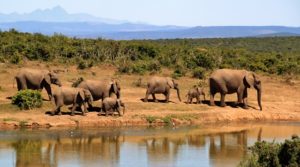 Safari Gambia