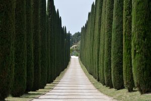 The Avenue of Cypresses, Tuscany