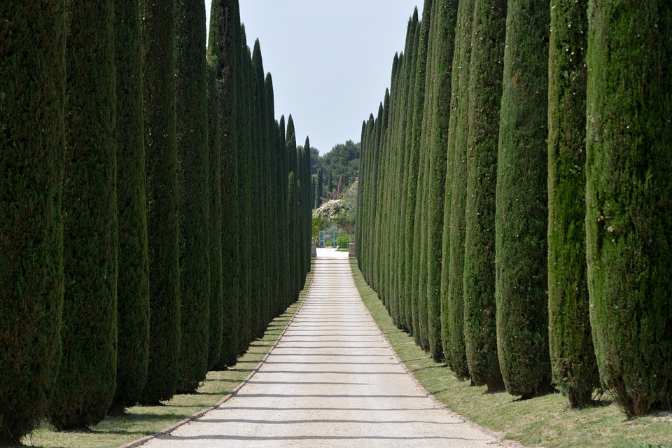 The Avenue of Cypresses, Tuscany
