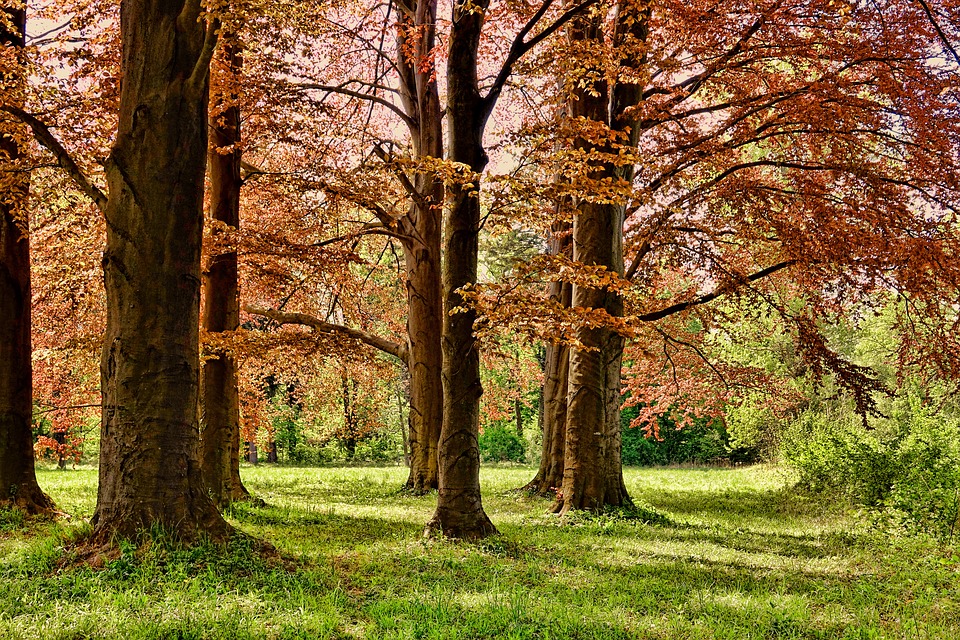 Cansiglio Forest, Veneto-Friuli