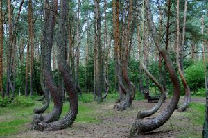 Crooked forest of Gryfino, Poland