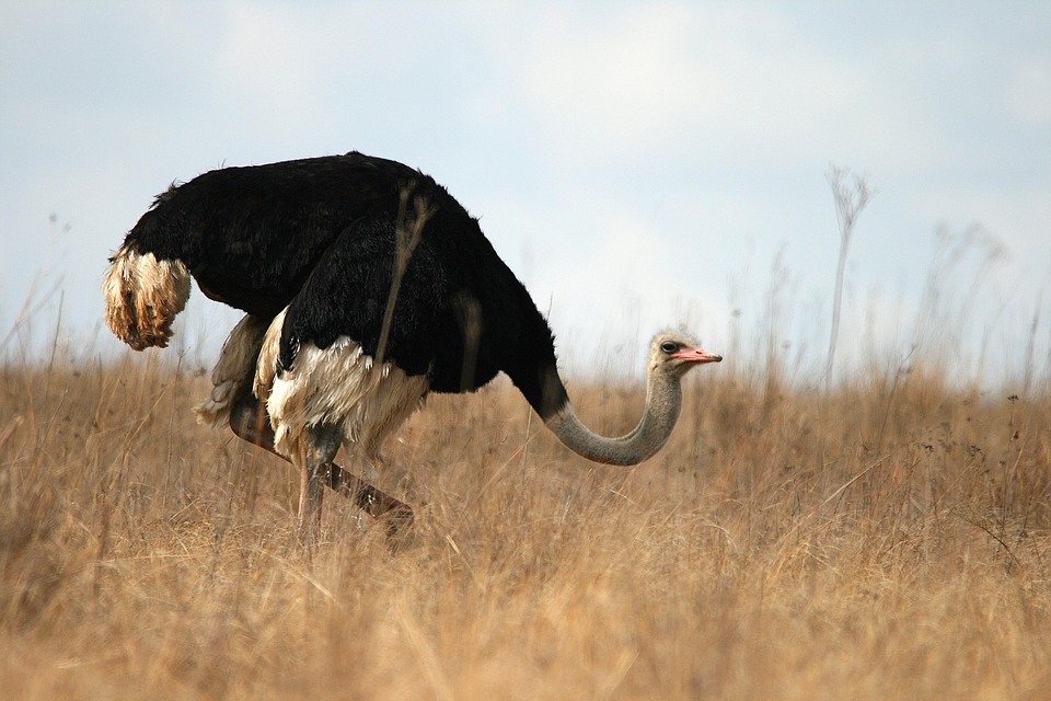 Gondwana Private Game Reserve