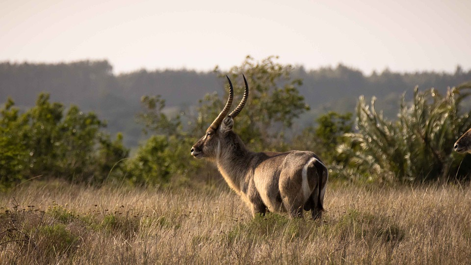 Isimangaliso Wetland Park