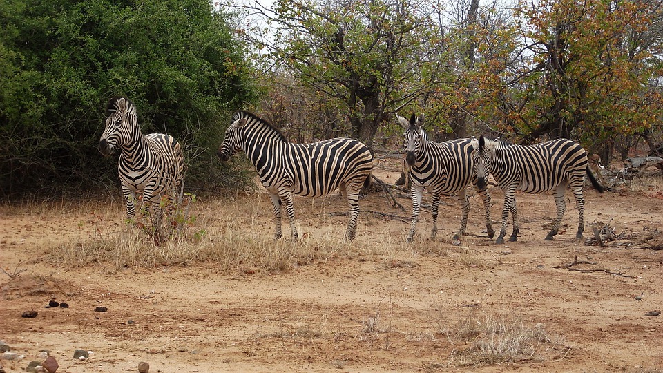 Kruger National Park